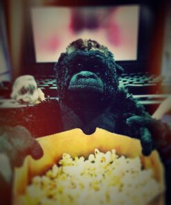 Wild Republic Silverback Gorilla Plush, Stuffed Animal, Plush Toy, Gifts for Kids, Cuddlekins 12 Inches 12 in 27 71zhh2 IsZL