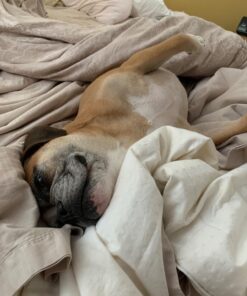 Nutramax Dasuquin with MSM Joint Health Supplement for Small to Medium Dogs - With Glucosamine, MSM, Chondroitin, ASU, Boswellia Serrata Extract, and Green Tea Extract, 150 Chewable Tablets 150 Count (Pack of 1) 40 71zhpfxbNFL