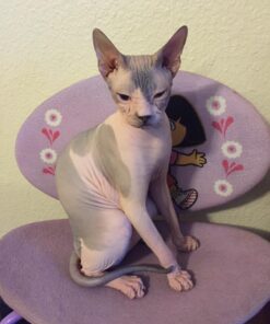 Instinct Limited Ingredient Diet Grain Free Real Turkey Recipe Natural Wet Canned Cat Food by Nature's Variety, 3 oz. Cans (Case of 24) 3 Ounce (Pack of 24) 29 71zm4j19VzL