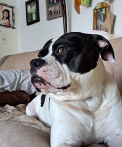 Top Dog Chews - 12 Inch Standard 12 Pack Bully Sticks, Long Lasting, 100% Natural Beef, Free Range Grass Fed, High Protein, Supports Dental Health Dog Treat for Medium & Large Dogs, 12 Pack 12 Count (Pack of 1) 32 71zmN6J8OGL