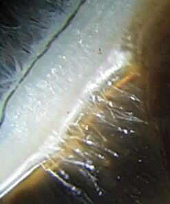 Carson MicroMini 20x LED Lighted Pocket Microscope with Built-In UV and LED Flashlight - Blue 31 71zog7GyBKL