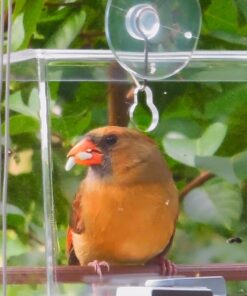 Tranquil Outdoors Large Acrylic Window Bird Feeder: Strong Removable Suction Cup Mounted Outdoor Bird House Feeder, Clear Birdfeeders for Large & Small Birds. Best See Thru Feeder for Bird Watching 44 71zsM8FYzoL 1