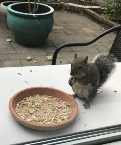 Kaytee Backyard Wildlife Food Blend For Wild Squirrels, Chipmunks, Rabbits and Other Backyard Wildlife, 5 Pound 5 Pound (Pack of 1) 38 71ztEexLYFL