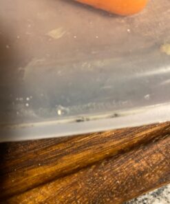 Stasher Reusable Silicone Storage Bag, Food Storage Container, Microwave and Dishwasher Safe, Leak-free, Sandwich, Clear Single 59 71zu8PclZ8L