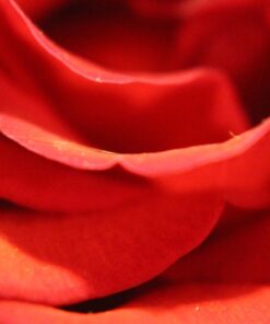 58mm Altura Photo Professional Accessory Kit for Canon EOS Rebel T8i T7i T7 T6i T6 SL3 DSLR – Wide Angle & Fisheye Lens, Filter Kit (Macro Close-Up Set, UV, CPL, ND4) & More Accessories Standard Packaging 26 71zuGbQjSRL