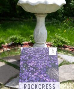 Seed Needs, Purple Rockcress Seeds - 1,000 Heirloom Seeds for Planting Aubrieta deltoidea - Perennial Flower Great for Rock Gardens, Groundcover, Attracts Pollinators (5 Packs) 2 Packs (2,000 Seeds) 16 71zvvXoxP1L