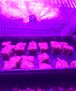 KingLED Newest 3000w LED Grow Lights with LM301B LEDs 4 * 2ft Coverage Full Spectrum Grow Lights for Indoor Hydroponic Plants Veg Bloom Greenhouse Growing Lamps 48 71zxaWSlqQL