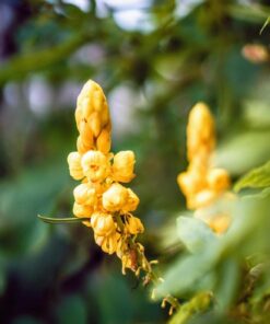 Sony 55mm F1.8 Sonnar T FE ZA Full Frame Prime Lens - Fixed Base 59 71zxckjIhSL