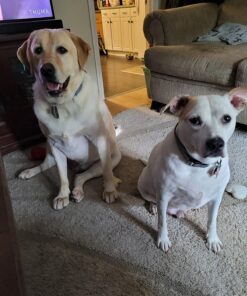 PEDIGREE DENTASTIX Large Dog Dental Treats Original Flavor Dental Bones, 2.08 lb. Value Pack (40 Treats)(Packaging May Vary) Chicken 40 Count (Pack of 1) 33 81 3W1GLliL