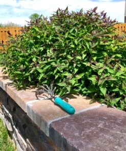 DeWit 5-Tine Cultivator with Short Handle, Lightweight & Durable Garden Tool with Comfortable Grip 8 81 7pmKEJML