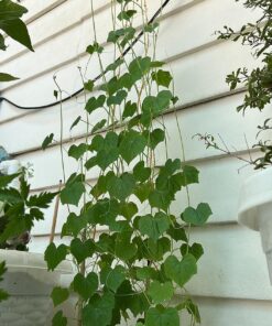 Seed Needs, Cucamelon Seeds - 65 Heirloom Seeds for Planting Melothria scobra - Mexican Sour Gherkin Non-GMO & Untreated, Boasts a Light Citrus Flavor, (2 Packs) 2 Packs (130 Seeds) 38 81 9fte1eYL