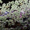 12 Water Spangles (Salvinia Minima), Live Aquarium/Aquatic/Floating/Pond/Freshwater Plant by G&Z 24 81 A72oivDL
