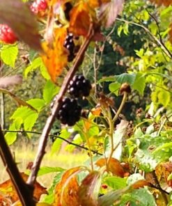 Moto G7 | Unlocked | Made for US by Motorola | 4/64GB | 12MP Camera | Black 4 /64 GB | Moto G7 | 2 Camera | Black | US 60 81 A9kTH1WL