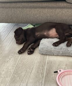 NaturVet Quiet Moments Calming Aid Dog Supplement – Helps Promote Relaxation, Reduce Stress, Storm Anxiety, Motion Sickness for Dogs – Tasty Pet Soft Chews with Melatonin – 70 Ct. Dog - Quiet Moments Melatonin 70 Soft Chews 30 81 GTPtKrzL