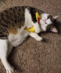 Yeowww! Yellow Banana Catnip Toy (2 Pack) 31 81 IyovUJVL