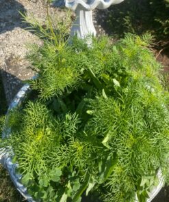 Eden Brothers Northeast Wildflower Mixed Seeds for Planting, 1/4 lb, 120,000+ Seeds with Cosmos, Candytuft, Shasta Daisy | Attracts Pollinators, Plant in Spring or Fall, Zones 3, 4, 5, 6, 7, 8, 9, 10 1/4 Pound 34 81 PBkPU7L