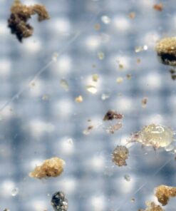 50,000 Live Neoseiulus Amblyseius Cucumeris - Guaranteed Live Delivery! 8 81 RPJ7MgRL