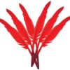 Touch of Nature Goose Pointer Feathers 10-12" Red 6pcs 1pkg 4 81 UA4hRF8L