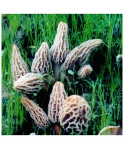 Backyard Morel Mushroom Growing Kit - MOREL HABITAT KIT ® 29 81 UFIbIVL