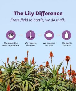 Lily of the Desert Aloe Vera Juice - Whole Leaf Filtered Aloe Vera Drink, Non-GMO Aloe Juice with Natural Digestive Enzymes for Gut Health, Stomach Relief, Wellness, Glowing Skin, 32 Fl Oz 32 Fl Oz (Pack of 1) 14 81 enXz 4EL