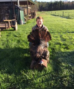 Primos Hunting Hook Hunter Turkey Mouth Call (Pack of 2) Realistic Sounding Turkey Call PS1252 Multi 17 81 f2L6uYLL