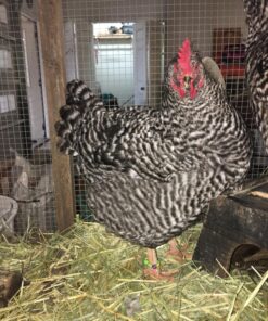 20 Chicken Charm 2 Poultry Leg Bands - Fits Sizes 6 to 14 31 81 gw9GGpgL