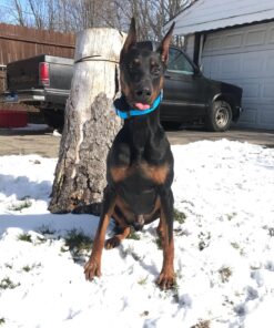 Extra Dog Training Collar for The Shock, Vibration, Beep, Anti Bark, Night Light System (PTS1200) Released November 2020 (Ask us for Older Model). This Will take it to a 2-3 Dog System if You Buy 1-2 21 81 i6fODzL