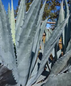 Tokina AT-X PRO DX for digital SLR 11-20mm f/2.8 Pro DX Lens for Nikon F 87 81 j2ROkubL