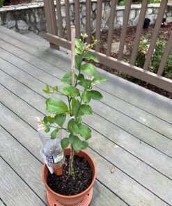 REMIAWY Plant Watering Devices 6 Pack Terracotta Vacation Plant Waterer Wine Bottle Watering Stakes Slow Release Plant Watering Spikes Perfect Self Watering Devices for Indoor Outdoor Plants 34 81 nhzy1XL