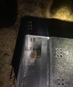 Ketch-All Mousetrap w/ Clear Lid 28 81 rLdjllwL