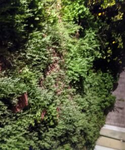 Compare-N-Save 75324 Herbicide, 1-gallon, white 43 81 reFm8JL