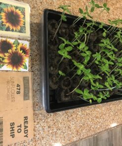 Seed Needs, Firecracker Sunflower (Helianthus annuus) Twin Pack of 85 Seeds Each 34 81 t57UI9zL