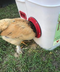 RentACoop 20 Pounds BPA-Free Chicken Feeder with Large Ports - Includes Lid, Anti-Roost Cone, Rain Hoods - Suitable for Chickens - Center Placement 25 81 uSUS9nHL