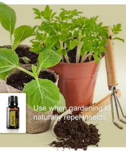 doTERRA - Thyme Essential Oil - 15 mL 0.5 Fl Oz (Pack of 1) 15 81 ujl2z0jL