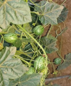 Mexican Miniature Watermelon 15 Seeds -Melothria scabra 24 81 weeRRCcL