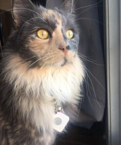 Tile Mate (2016) - 1 Pack - Discontinued by Manufacturer 39 81 x7wrqWcL