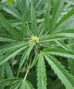 Advanced Nutrients GL525050-12 Big Bud Liquid Fertilizer, 250 mL.250 Liter, Brown/A .250 Liter 27 81 yEsbWLFL