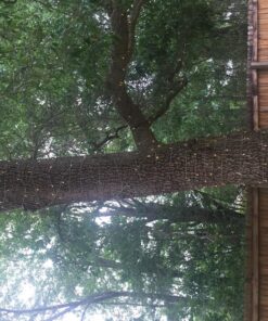 ZOIC 500 LED Christmas Wedding Party Fairy String Lights Lamp 100 Meters (328 feet) 8 Modes 31V Memory Function Warm White 33 810 7PVvn3L