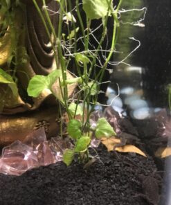 SunGrow 50 pcs Catappa Indian Almond Leaves for Betta Fish Tank Aquarium, 2” Water Conditioner Leaves, Leaf Also Suitable for Shrimp, Goldfish, Guppy and Frogs 50 Leaves 69 810 LG1d6gL