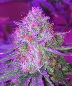 BESTVA 2024 Newest Upgrade 2000W Led Grow Light with High Yield Diodes Full Spectrum LED Grow Lights for Indoor Plants Greenhouse Veg Bloom Light Hydroponic Grow Lamp 48 8102kbnciGL