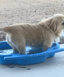 INTEX 29080E Pool Foot Bath - Gray 19 8102tAkOPwL