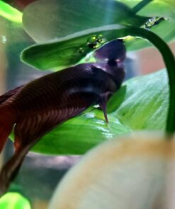 Blue Spotted Betta Plant Leaf Pad for Betta Fish, Tropical Fish Aquariums & Saltwater Fish Aquariums 1 Pack 20 8103K4xpj4L