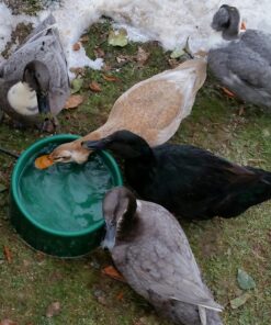 Farm Innovators P-60 1.5 Gallon 60 Watt Electric Powered Heated Pet Water Bowl with Thermostatic Control and Anti Chew Cord, Green Single 22 810558LsYlL