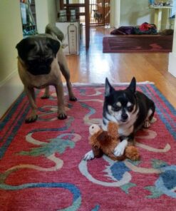 KONG - Cozie Marvin Moose - Indoor Cuddle Squeaky Plush Dog Toy - for Small Dogs Gold,brown 30 8108O4vcGZL