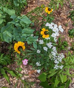 Eden Brothers All Perennial Wildflower Mixed Seeds for Planting, 1/4 lb, 120,000+ Seeds with Lupine, Shasta Daisy | Attracts Pollinators, Plant in Spring or Fall, Zones 3, 4, 5, 6, 7, 8, 9, 10 1/4 Pound 59 810Ax8DGCQL