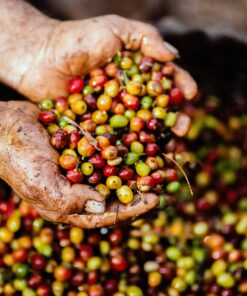 Jamaican Blue Mountain Coffee - 1 Pound - Light Roast 10 810BU8ji07L