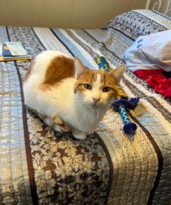 Disguise Link Sword One Size 23 810EHaGeNfL