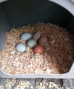 First Saturday Lime for Insects 20lb 36 810GWwMbNL