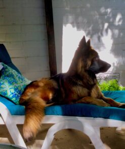 Nature's Specialties Quick Relief Ultra Concentrated Dog Neem Shampoo for Pets, Makes up tp 2 Gallons, Natural Choice for Professional Groomers, Helps Relieve Itching, Made in USA, 32 oz 9 810GyQ40EvL