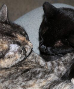 Kittyteeth Made in The USA - Pet Toothbrush Advanced Oral Hygiene Dental Care Low Bristle Profile & Small Brush Head 16 810J5XOH8sL